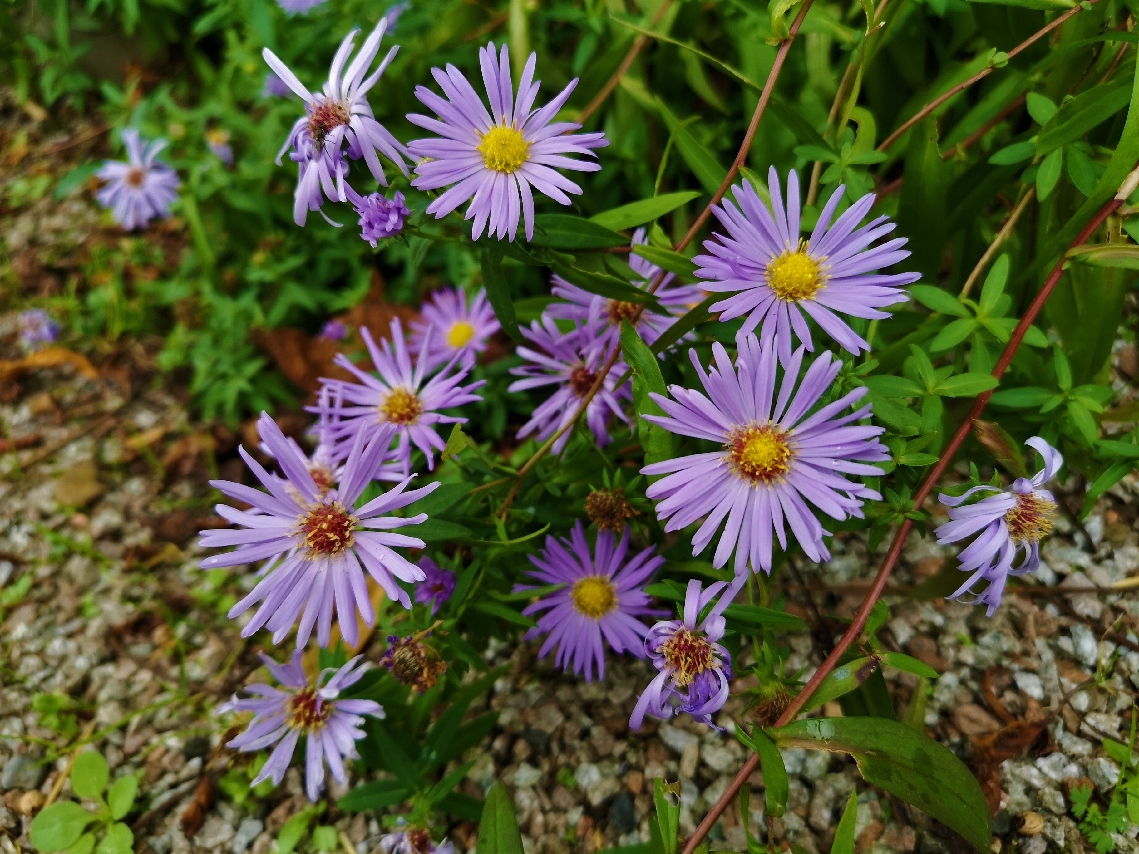 Smukke lilla aster-blomster med gule midter i et skotsk highland-havemiljø