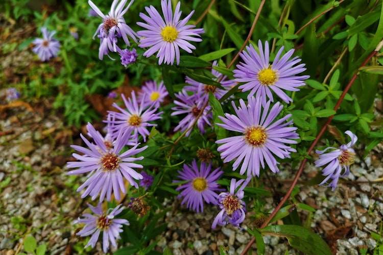 Smukke lilla aster-blomster med gule midter i et skotsk highland-havemiljø