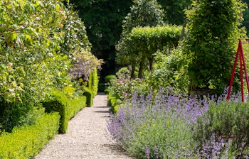 Smuk havegang med lilla katteurt (Nepeta racemosa) i blomsterbed i Hampshire, England - tørketålende stauder i traditionel engelsk have