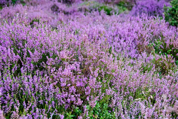 Nærbillede af blomstrende lilla lyng i det skotske højland ved Glencoe på West Highland Way vandreruten