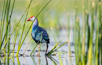 Lilla sultanhøns vader gennem det lave vand i Nalsarovar fuglereservat i Gujarat under en bådsafari i Indien