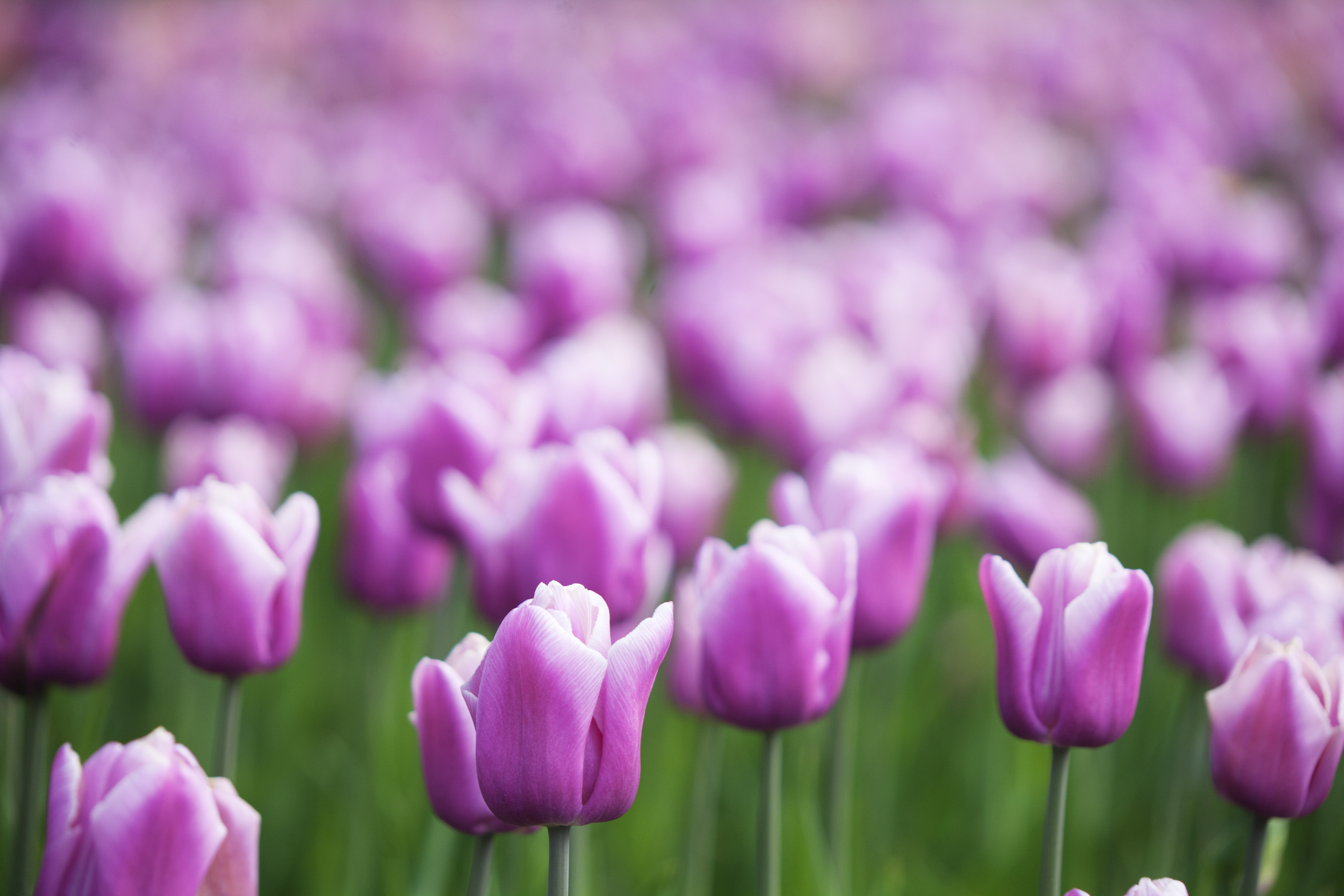 Smukke lilla tulipaner i blomst i forårets have
