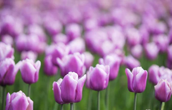 Smukke lilla tulipaner i blomst i forårets have