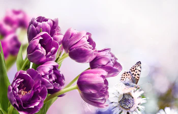 Smukke lilla tulipaner med sommerfugl i foraarshaen Holland Nederland