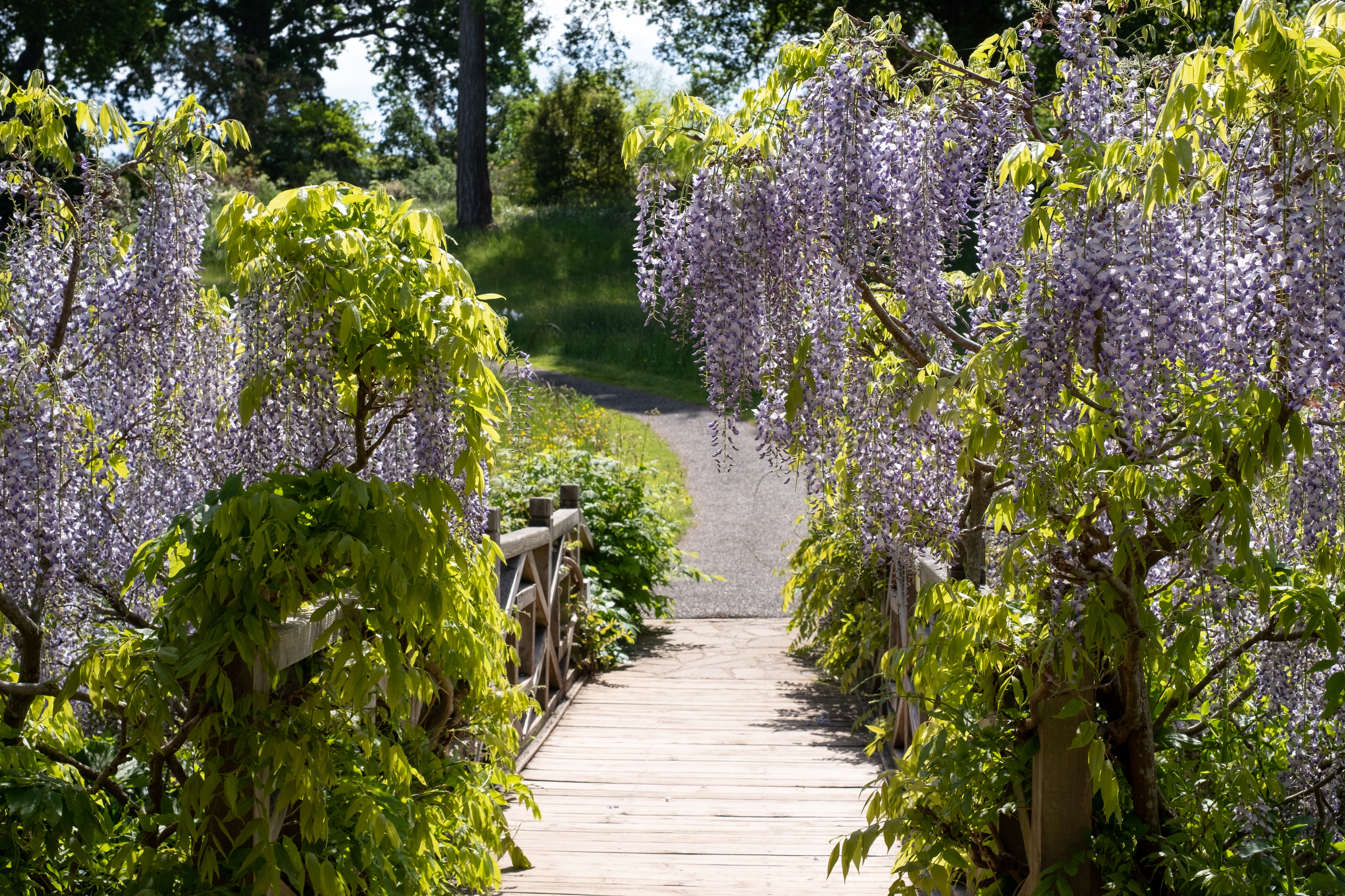 Smuk lilla wisteria blomster hænger ned over en træbro i RHS Wisley haven i Surrey, England om foråret