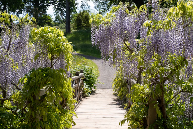 Smuk lilla wisteria blomster hænger ned over en træbro i RHS Wisley haven i Surrey, England om foråret