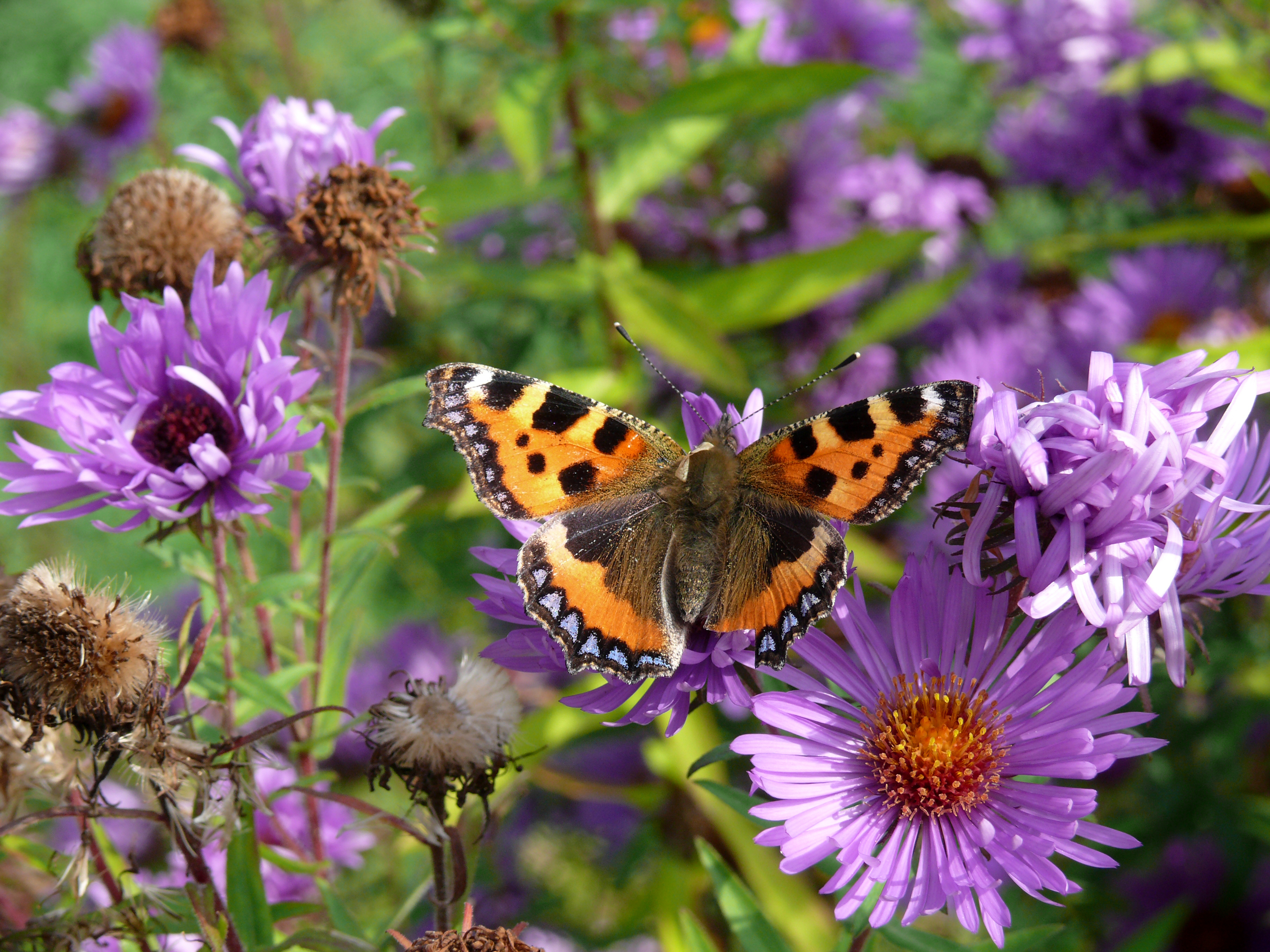 Lille rævsommerfugl på lilla asters i dansk have om efteråret