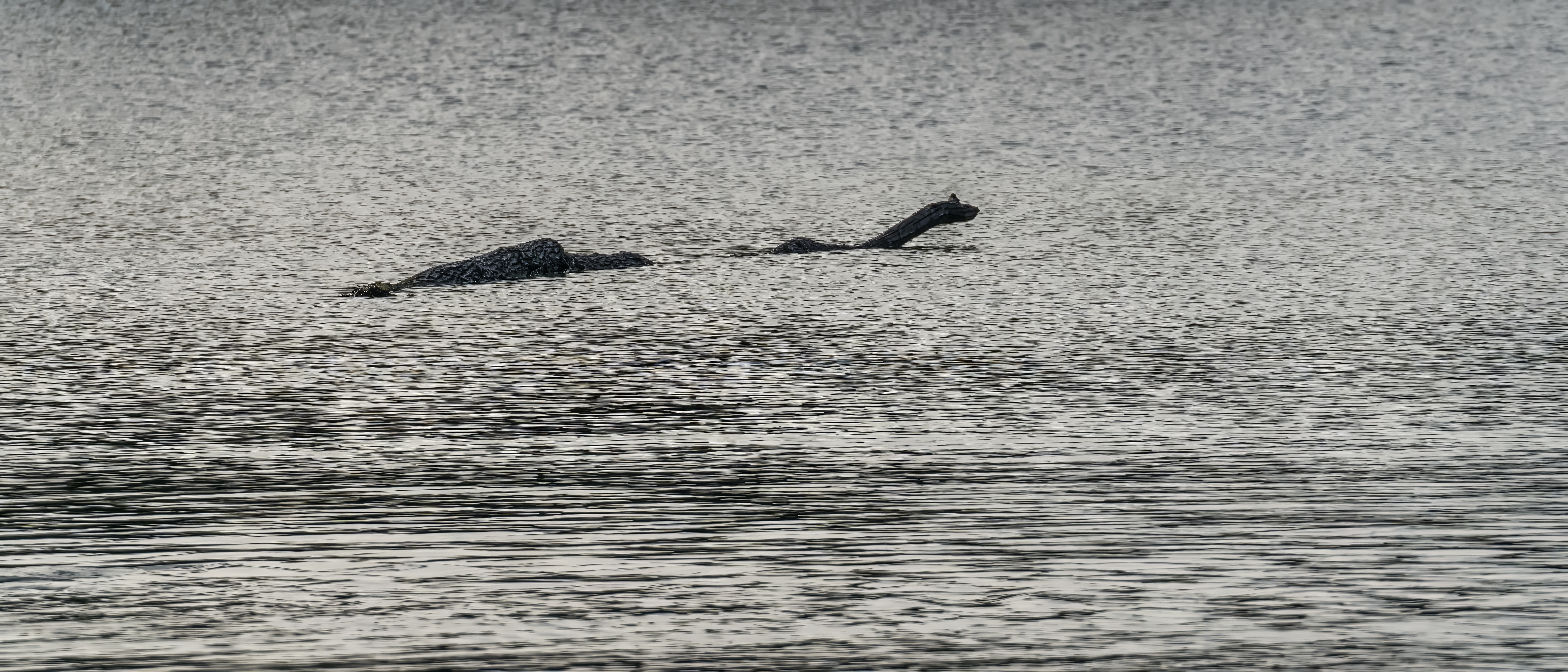 Mystisk mørk form i de bølgede vande ved Loch Ness i Skotland, der ligner den legendariske Loch Ness-sø-drage