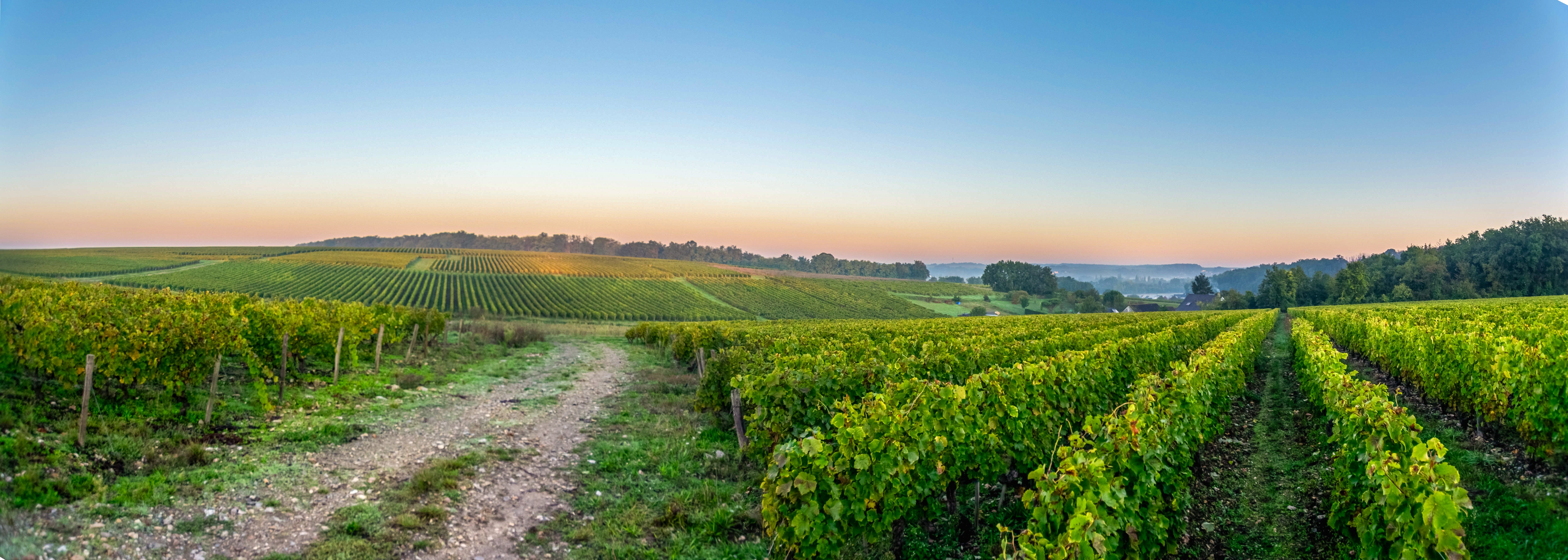 Panoramaudsigt over grønne vinmarker i Loire Valley, Frankrig, ved solopgang med gyldent lys over bølgende bakker og en grusvej mellem vinrankerne