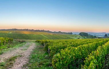 Panoramaudsigt over grønne vinmarker i Loire Valley, Frankrig, ved solopgang med gyldent lys over bølgende bakker og en grusvej mellem vinrankerne