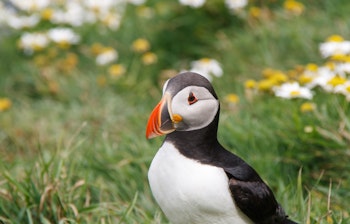 Farverig atlantisk lunde med karakteristisk næb fotograferet i sit naturlige habitat på Shetlandsøerne i Skotland