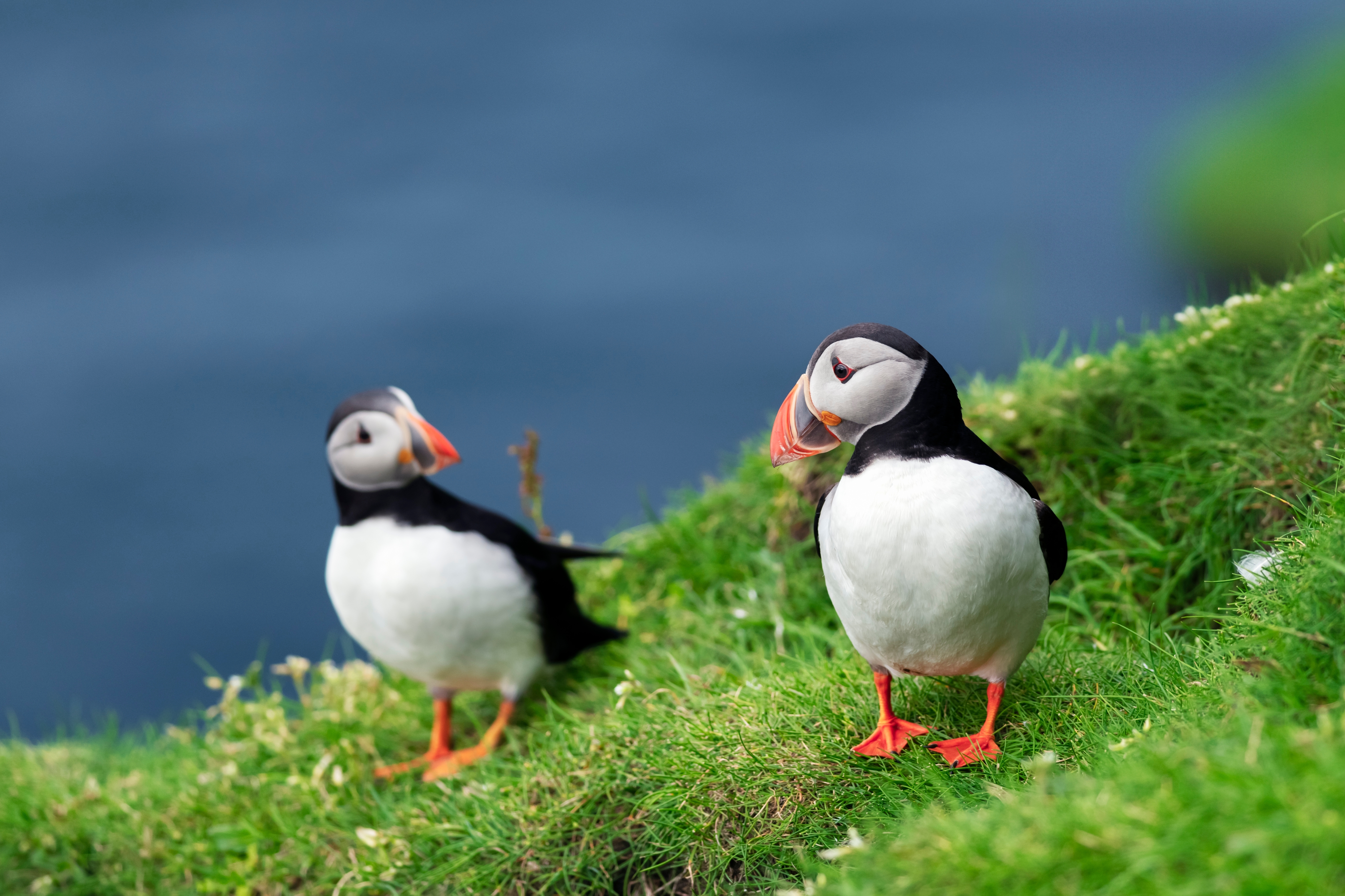 To farverige lunder står på den grønne græsskrænt på øen Mykines på Færøerne med Atlanterhavet i baggrunden