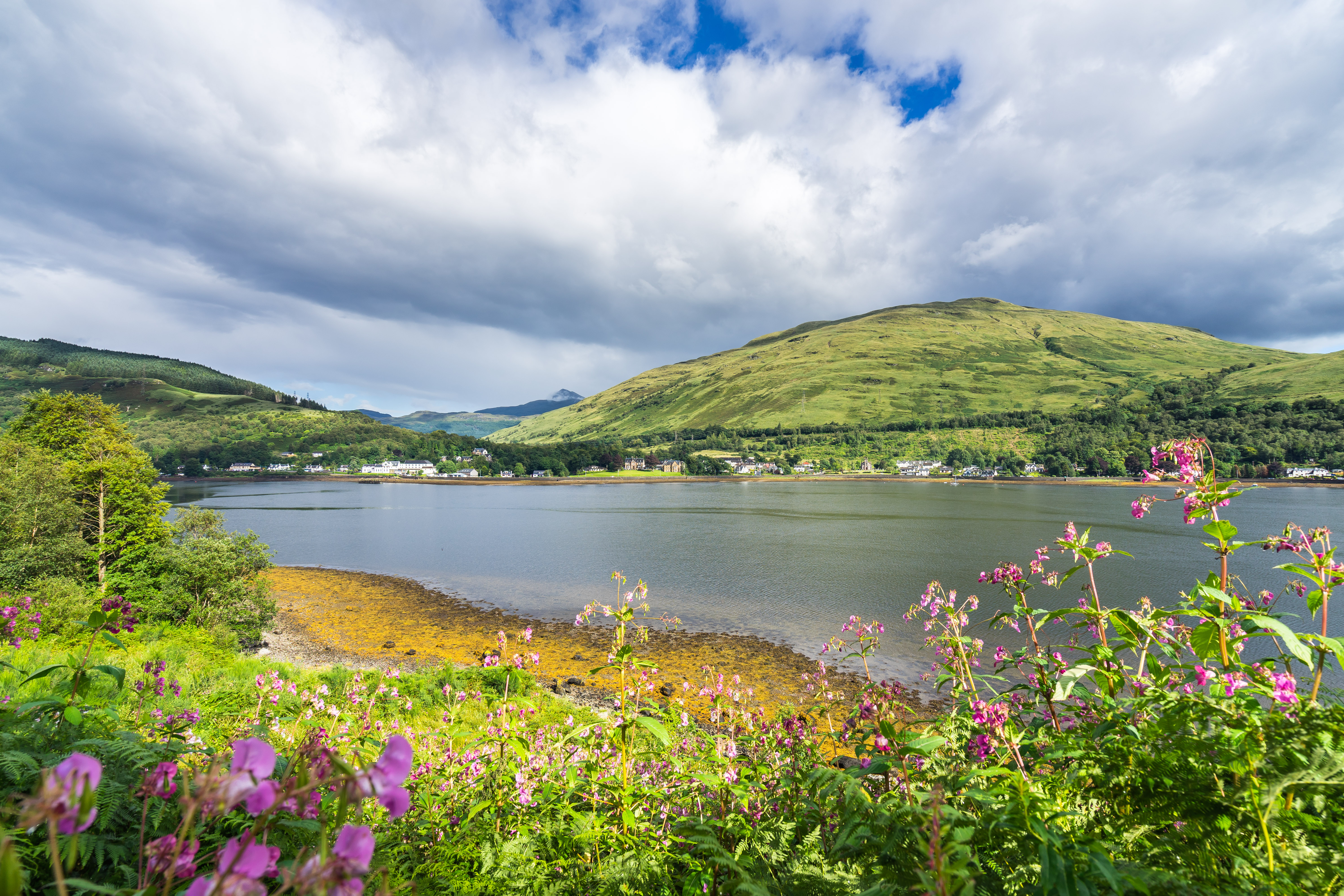 Smukke lyserøde blomster langs bredden af Loch Long med bjerge i baggrunden, Arrochar, Skotland
