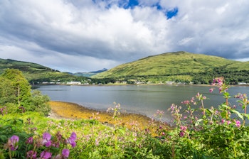 Smukke lyserøde blomster langs bredden af Loch Long med bjerge i baggrunden, Arrochar, Skotland