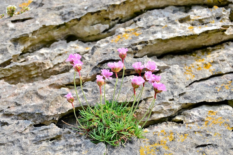 Lyserøde engelskgræs (Armeria maritima) blomster vokser på klippegrund i det unikke Burren-landskab i det vestlige Irland