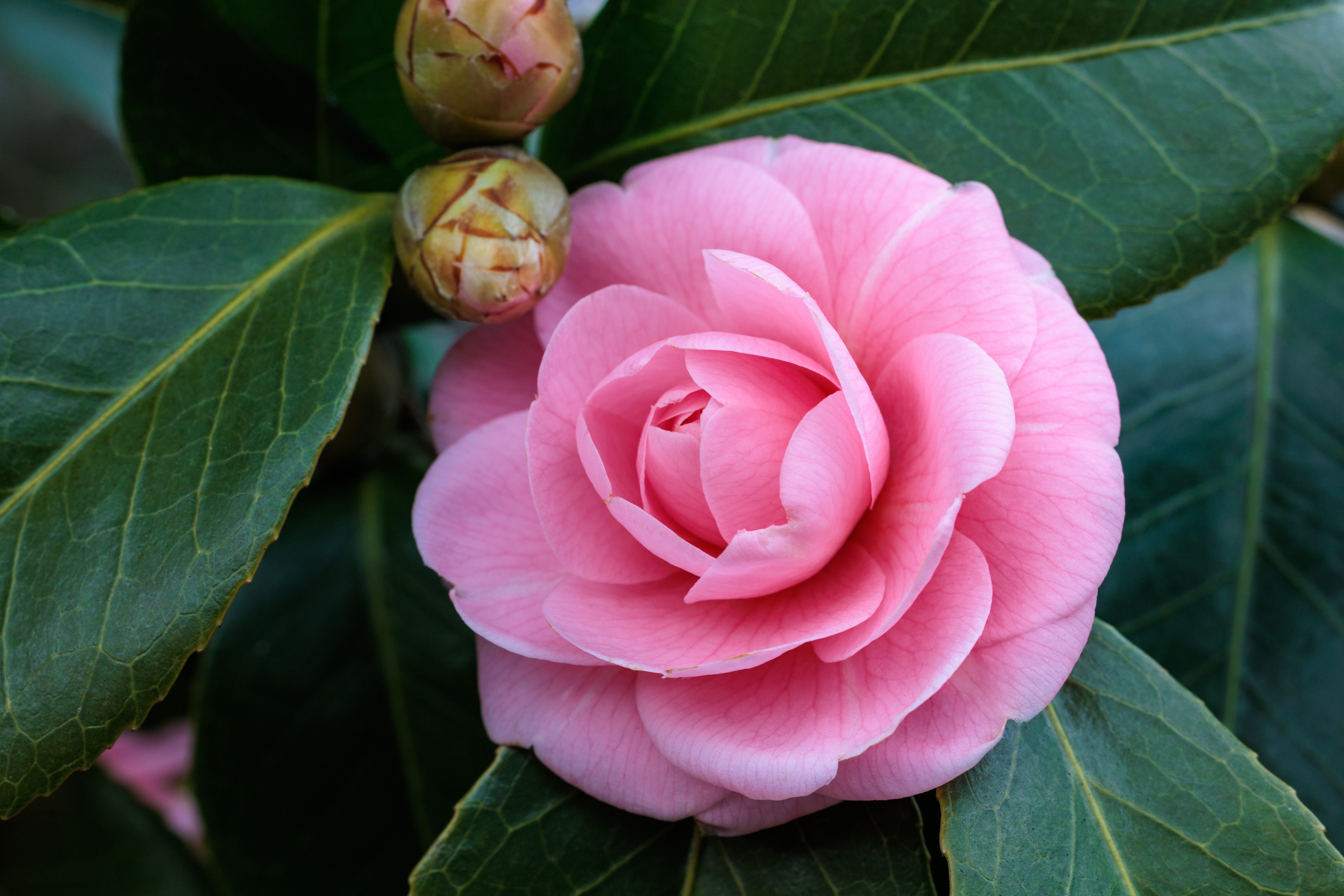 Smuk lyserød kamelia blomst i fuld blomstring i japansk have