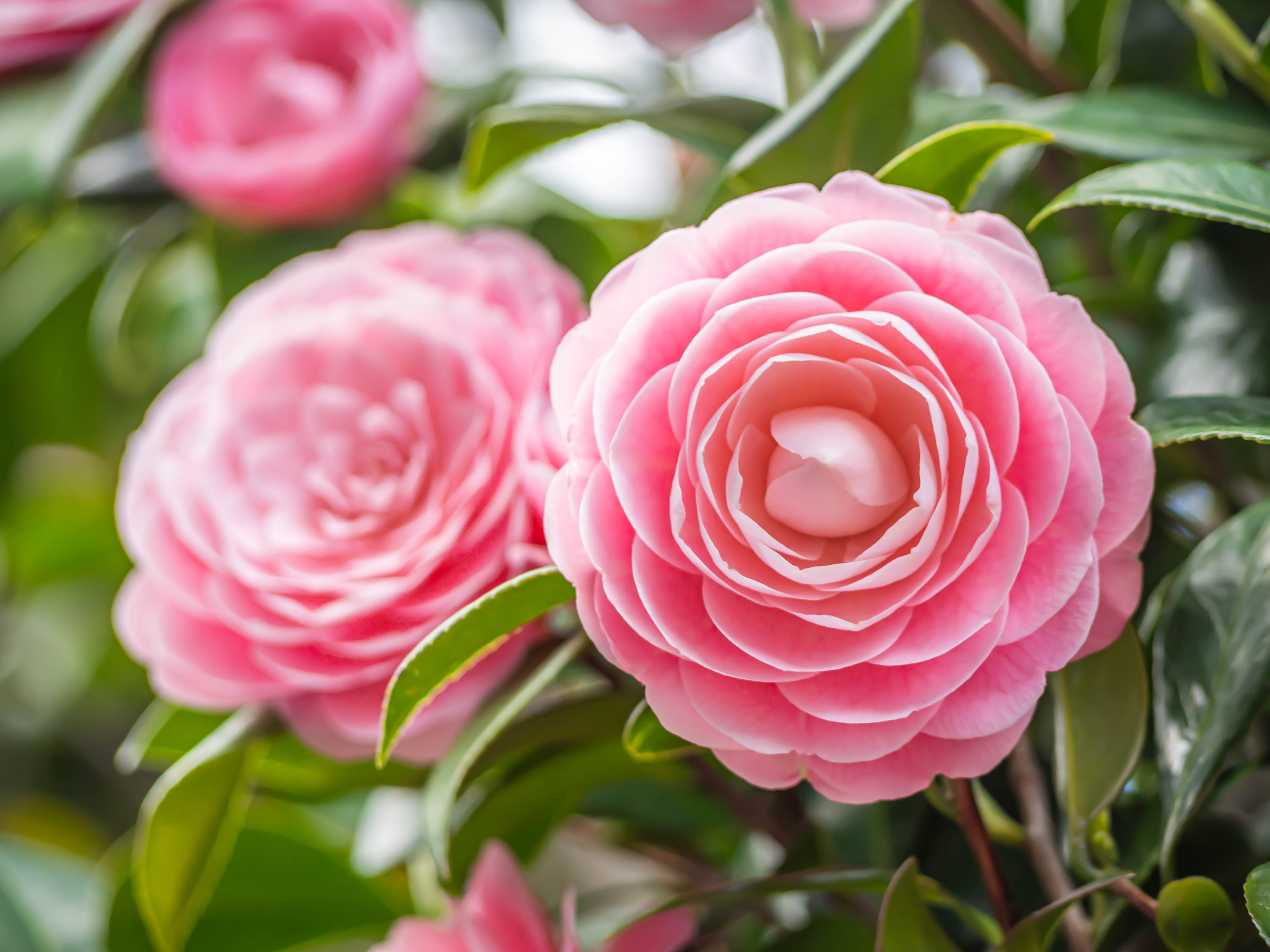 Smukke lyserøde kamelia blomster i japansk have under forårssæsonen