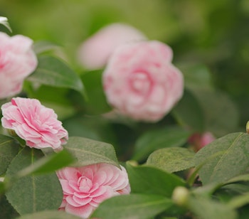 Smukke lyserøde kamellieblomster i blomst i fredelig japansk have