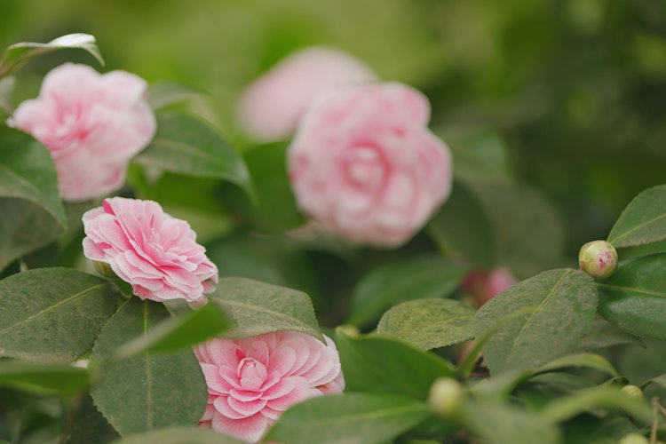 Smukke lyserøde kamellieblomster i blomst i fredelig japansk have