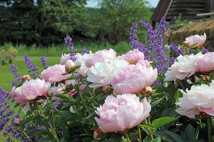 Lyserøde pæoner og lilla kattemynte i blomst i en traditionel engelsk have i Kent, England