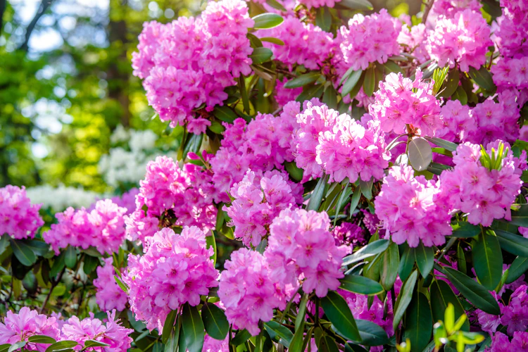 Smukke lyserøde rhododendron blomster i fuld blomst i en frodig botanisk have om foråret