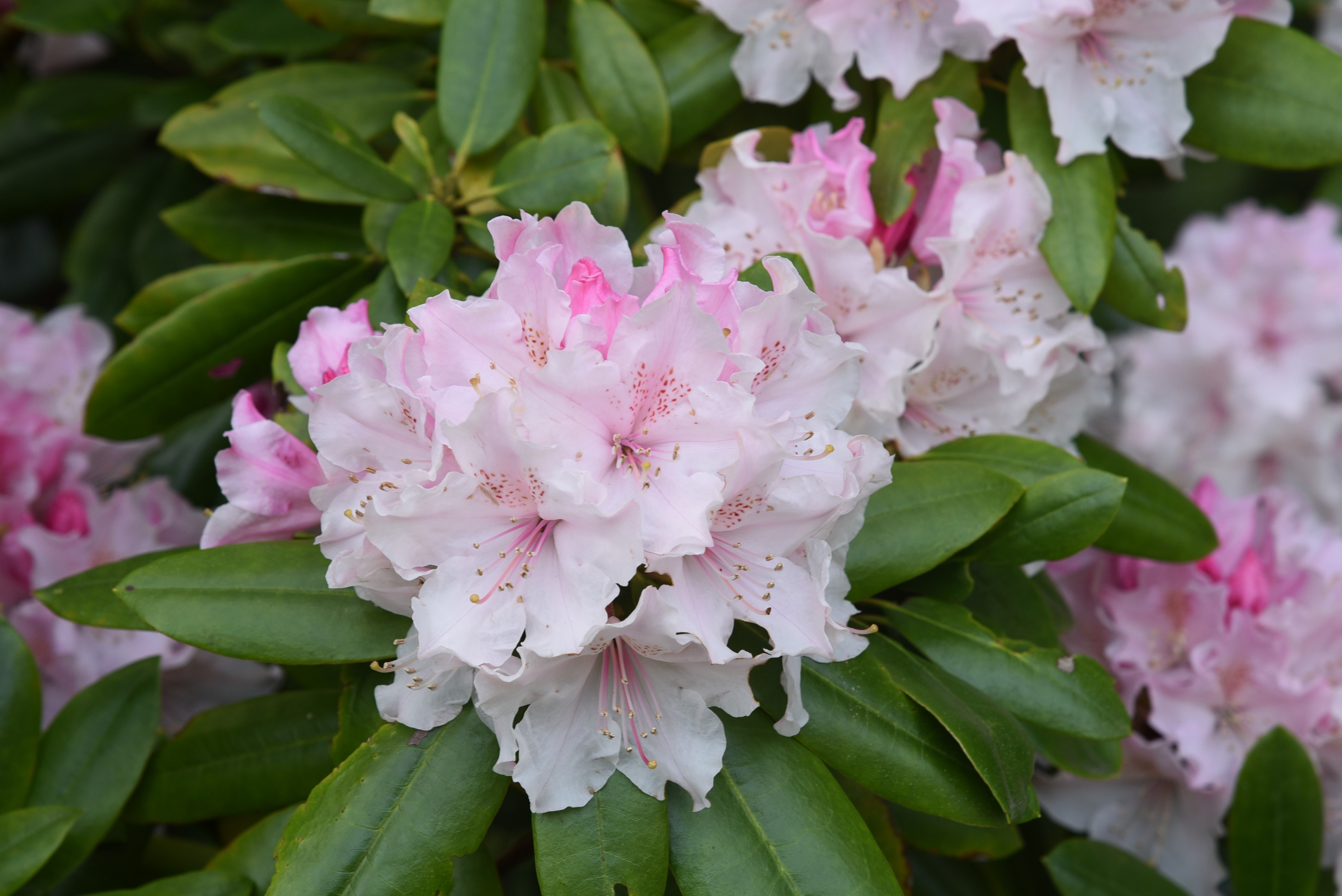 Lyserøde rhododendron blomster i fuld blomstring i japansk have om foråret