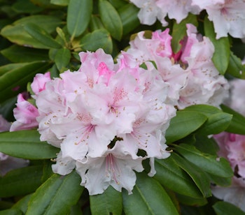 Lyserøde rhododendron blomster i fuld blomstring i japansk have om foråret