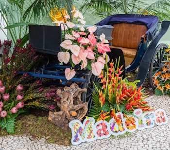 Antik hestevogn dekoreret med farverige tropiske blomster og Madeira skilt i botanisk have