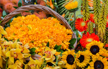 Overdådig blomsterkomposition med gerbera, solsikker og orkidéer i strålende farver fra den berømte blomsterfestival på Madeira i Portugal