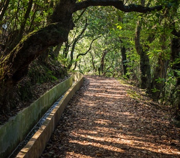 Idyllisk vandresti langs Levada do Furado i Madeiras frodige laurisilva-regnskov med solstråler der skinner gennem de grønne træer