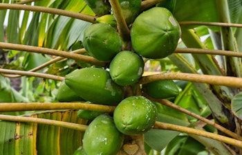 Grønne papayafrugter der vokser direkte på stammen af et tropisk papayatræ på Madeira, et eksempel på øens eksotiske frugtproduktion i Atlanterhavet