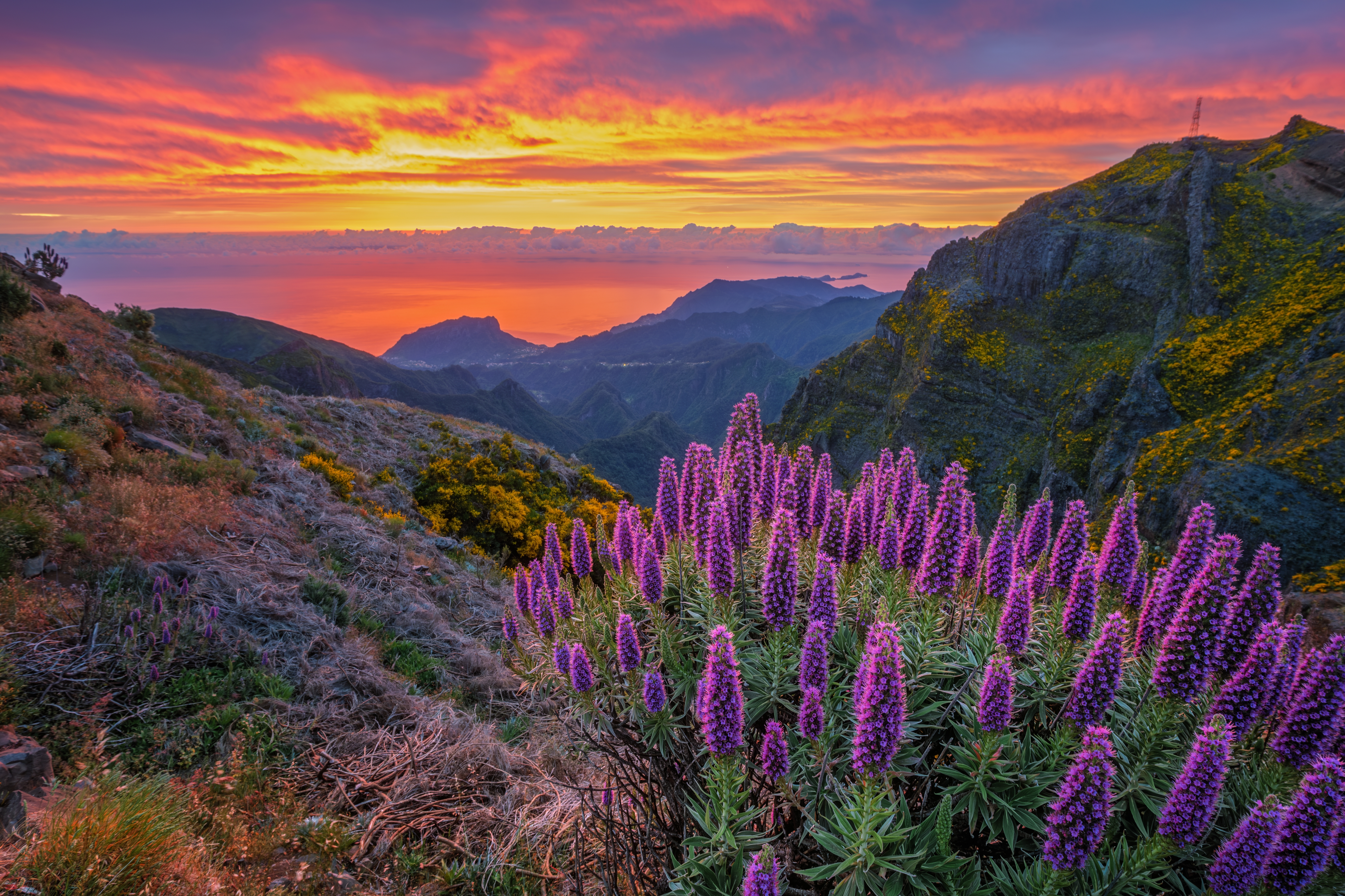Betagende solopgang ved Pico do Arieiro på Madeira med bjergtinder over skyerne, omgivet af lilla Pride of Madeira blomster og gule Cytisus buske