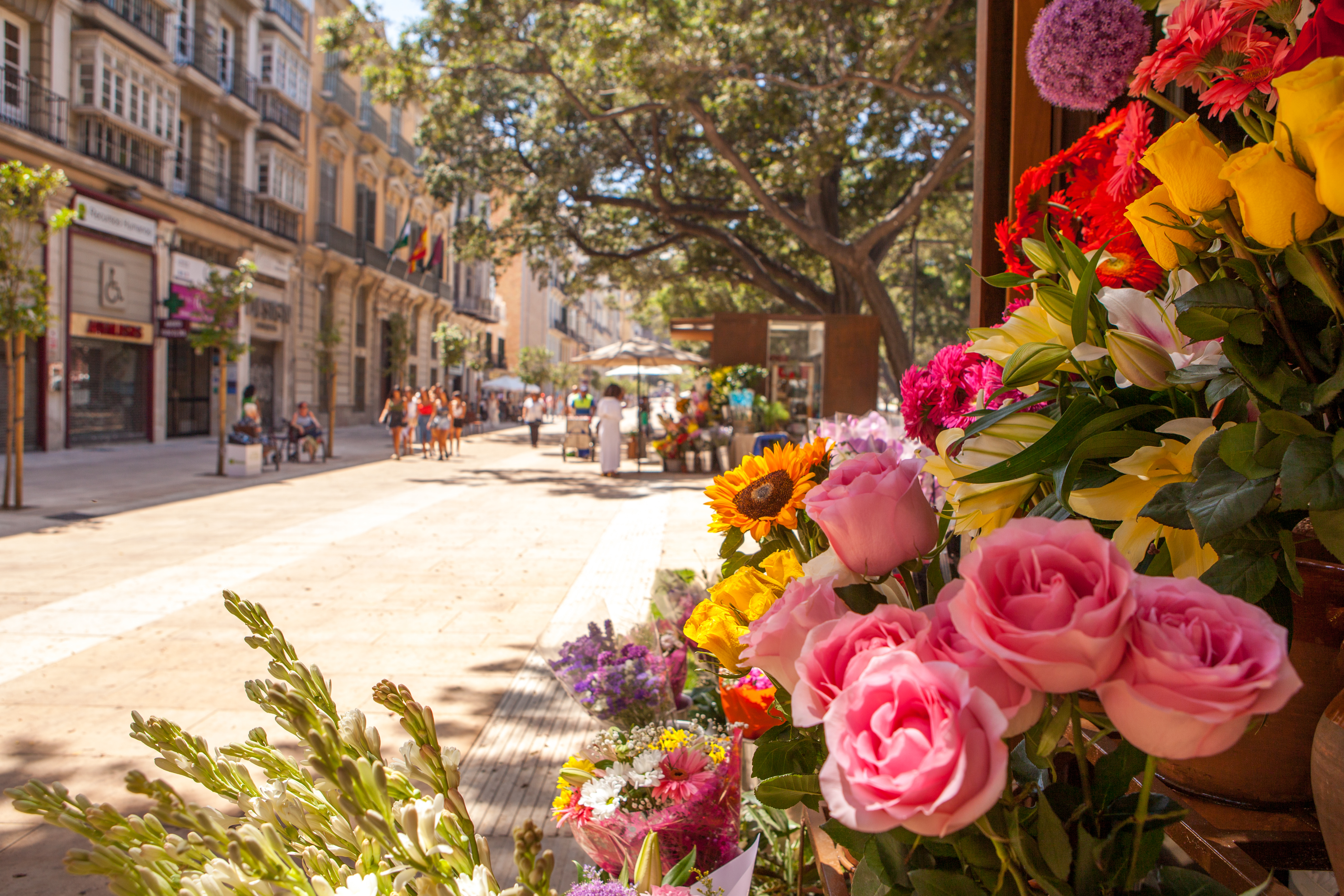 Blomstermarked med farverige roser på gågade i historiske Malaga centrum, Andalusien Spanien