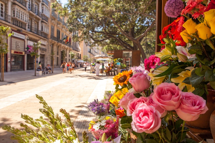 Blomstermarked med farverige roser på gågade i historiske Malaga centrum, Andalusien Spanien