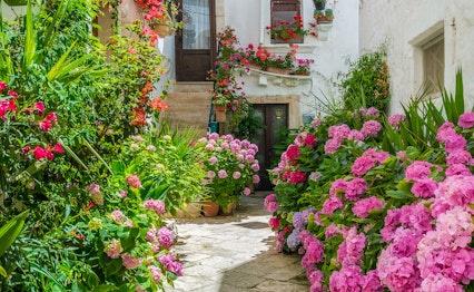 Idyllisk hvid gade med farverige blomster i den historiske by Locorotondo i Apulien, Syditalien