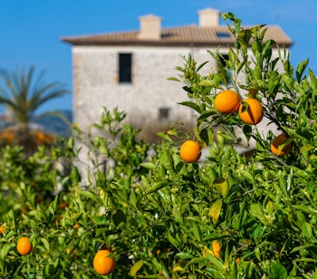 Frodige appelsintræer med modne frugter foran en traditionel stenfinca på vandreruten mellem Port de Soller og Fornalutx på Mallorca