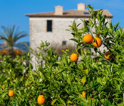 Frodige appelsintræer med modne frugter foran en traditionel stenfinca på vandreruten mellem Port de Soller og Fornalutx på Mallorca