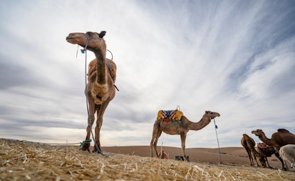 Dromedarer i det golde Agafay-ørkenlandskab med bjerge i baggrunden under klar blå himmel nær Marrakech i Marokko, perfekt til ørkenudflugter