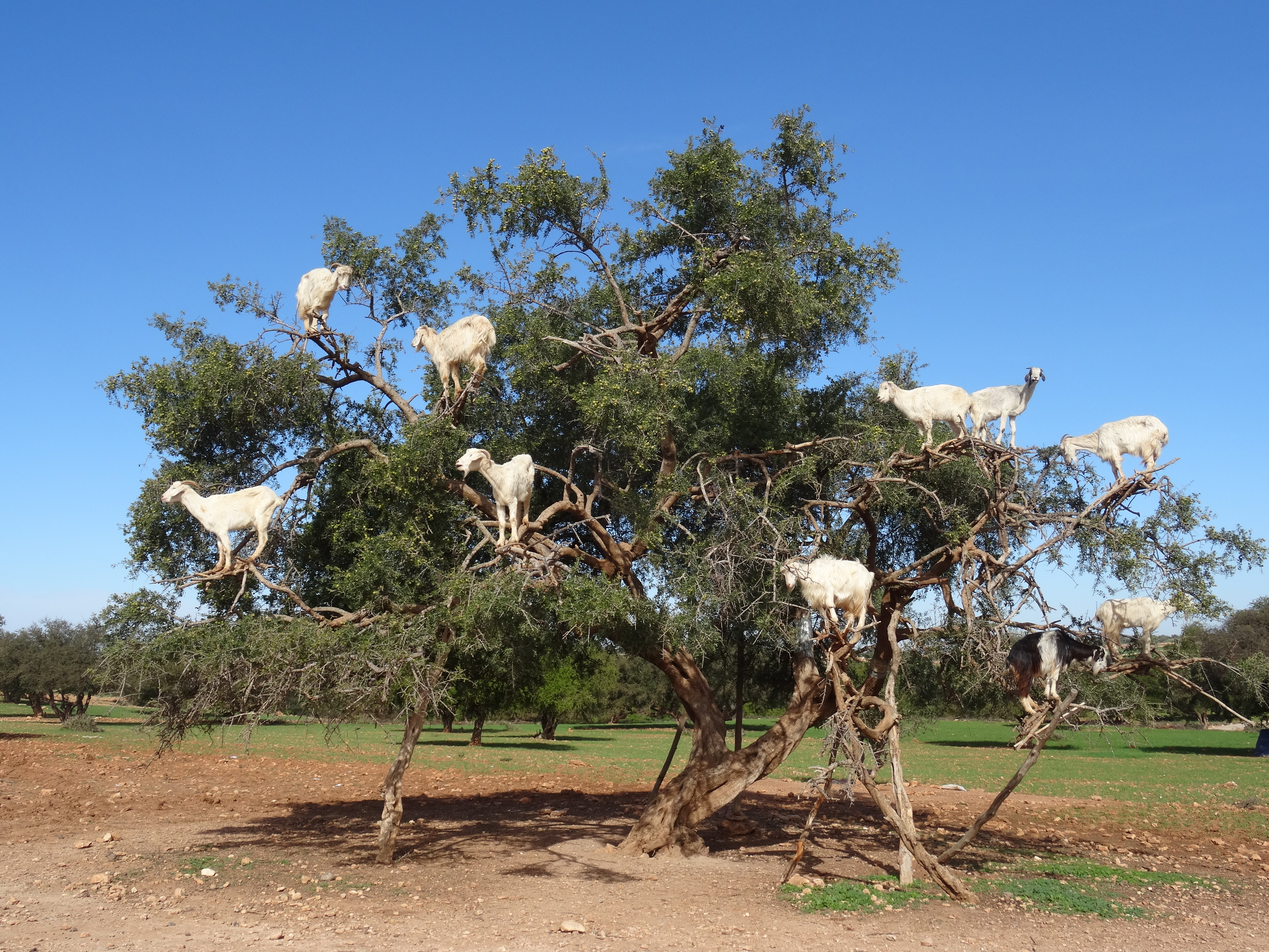 Vilde hvide geder klatrer på grenene af et argan-træ i Marokkos landlige område. Et unikt naturfænomen hvor gederne søger efter de næringsrige frugter mod den blå himmel