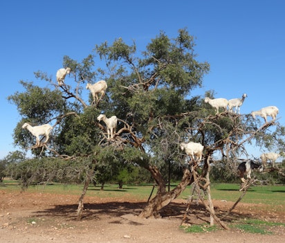 Vilde hvide geder klatrer på grenene af et argan-træ i Marokkos landlige område. Et unikt naturfænomen hvor gederne søger efter de næringsrige frugter mod den blå himmel