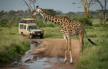 Imponerende Masai-giraf der står foran en safaribil på grusvej i Serengeti-sletten i Tanzania, et klassisk øjeblik på afrikansk safari