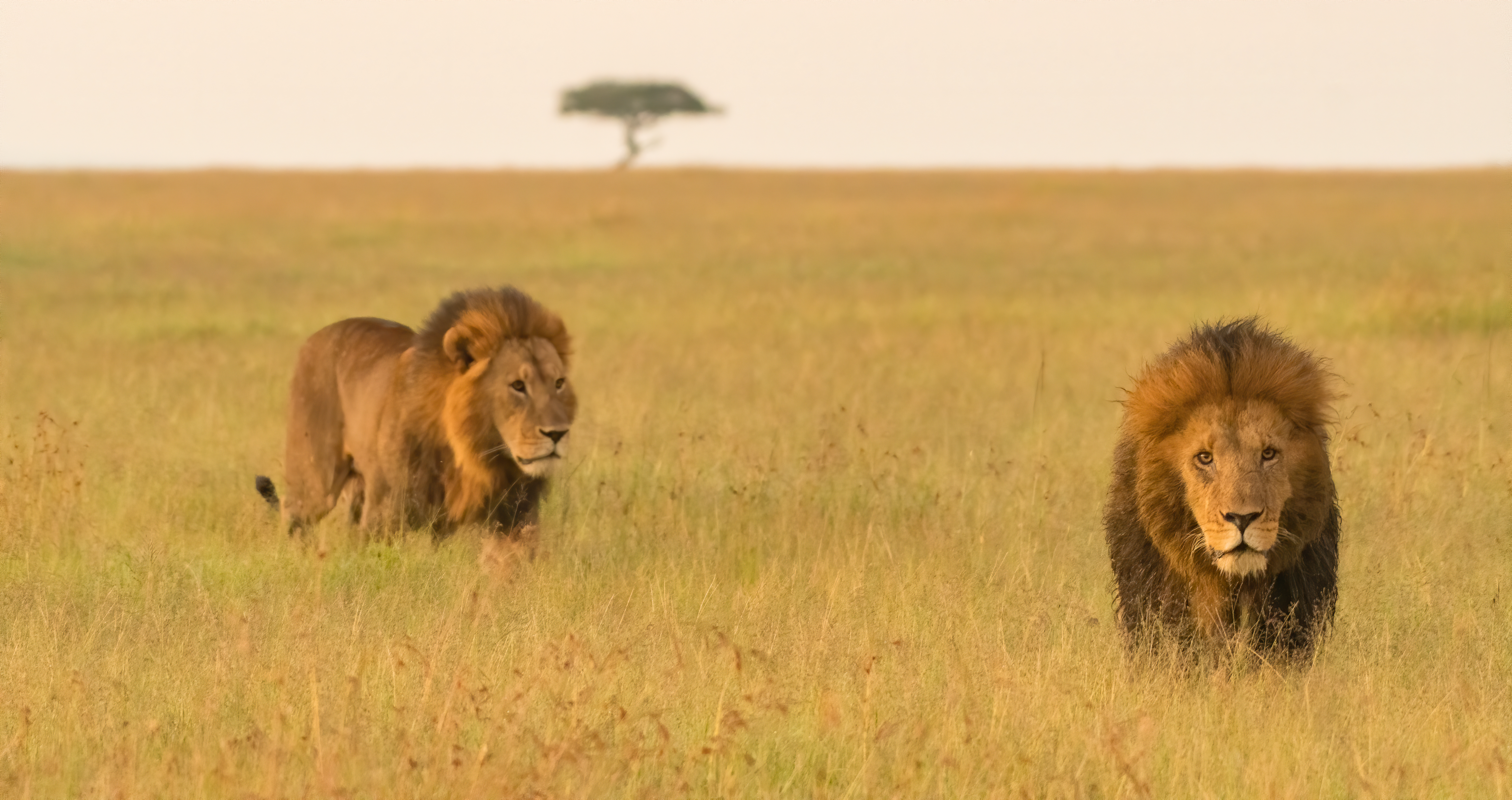 To hanløver går gennem den gyldne savanne i Masai Mara Kenya med akacietræ i baggrunden