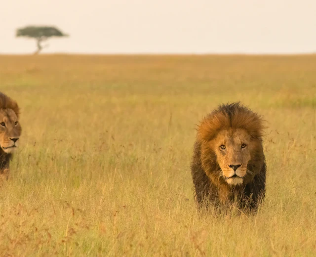 To hanløver går gennem den gyldne savanne i Masai Mara Kenya med akacietræ i baggrunden