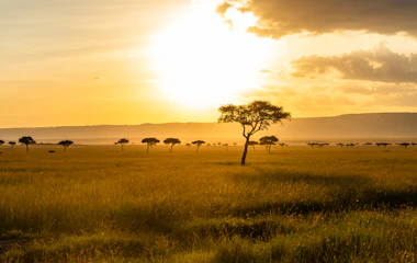 Betagende panoramaudsigt over Masai Maras savanne ved solnedgang med silhuetter af akacietræer mod en gylden himmel