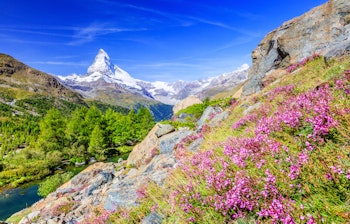 Det majestætiske Matterhorn-bjerg spejler sig i Grindjisee-søen med smukke alpeblomster i forgrunden, Zermatt, Schweiz
