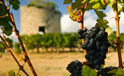 Maleriske vinmarker i Médoc-regionen nær Bordeaux med saftige druer i forgrunden og et historisk middelalderligt stentårn blandt vinstokkene, der perfekt illustrerer Frankrigs rige vinproduktion og kulturarv