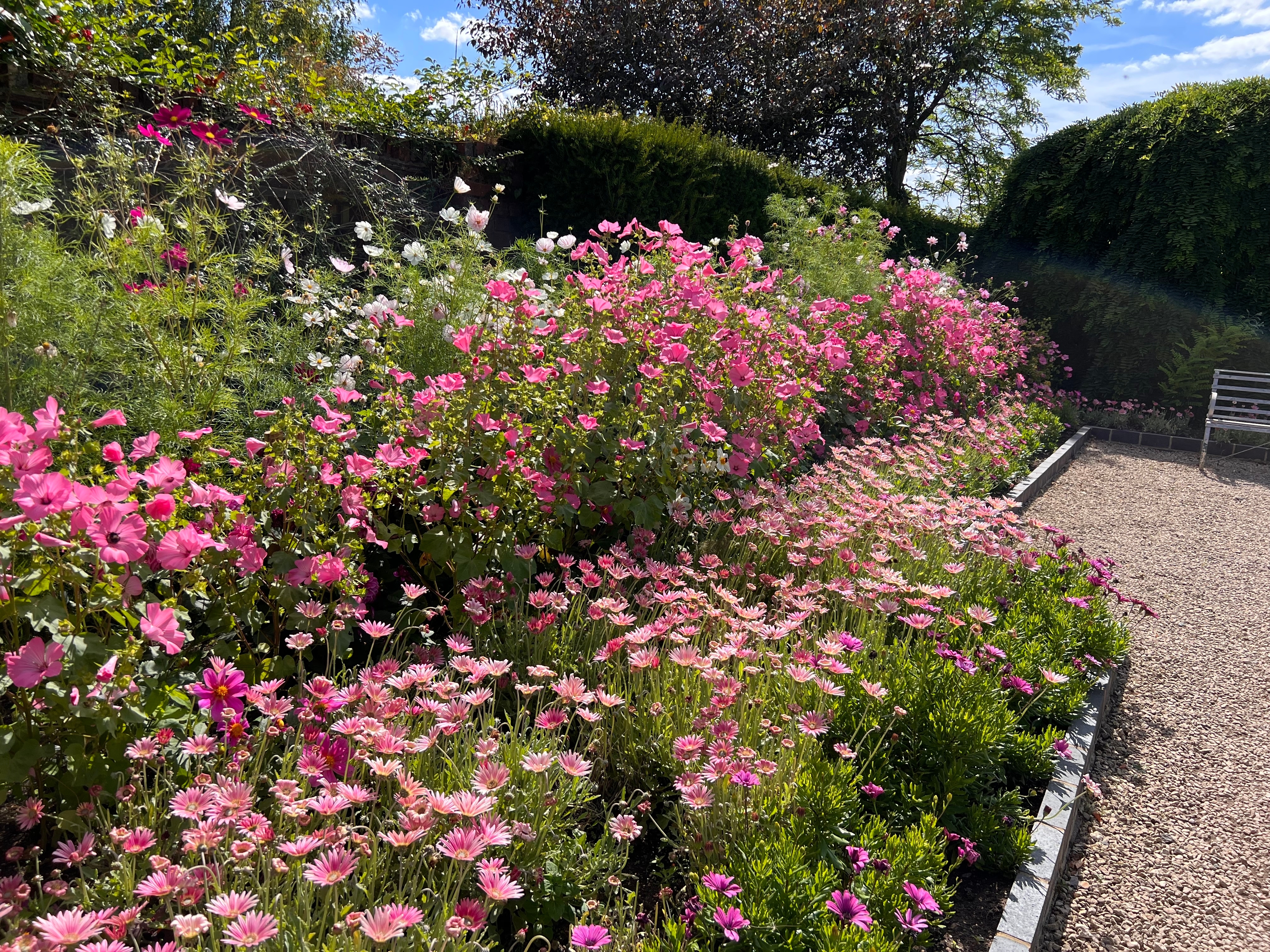 Farverige blomsterbede med lyserøde blomster ved Merriments Gardens i East Sussex, England