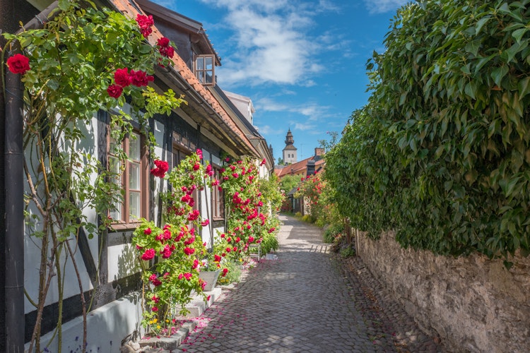 Idyllisk brostensbelagt gade med blomstrende roser i den historiske middelalderby Visby på Gotland, en UNESCO verdensarv og tidligere Hanseby i Sverige