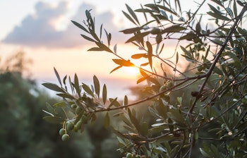 Idyllisk olivenlund ved solnedgang i Middelhavsområdet med gyldne solstråler der skinner gennem grenene i det rustikke landskab