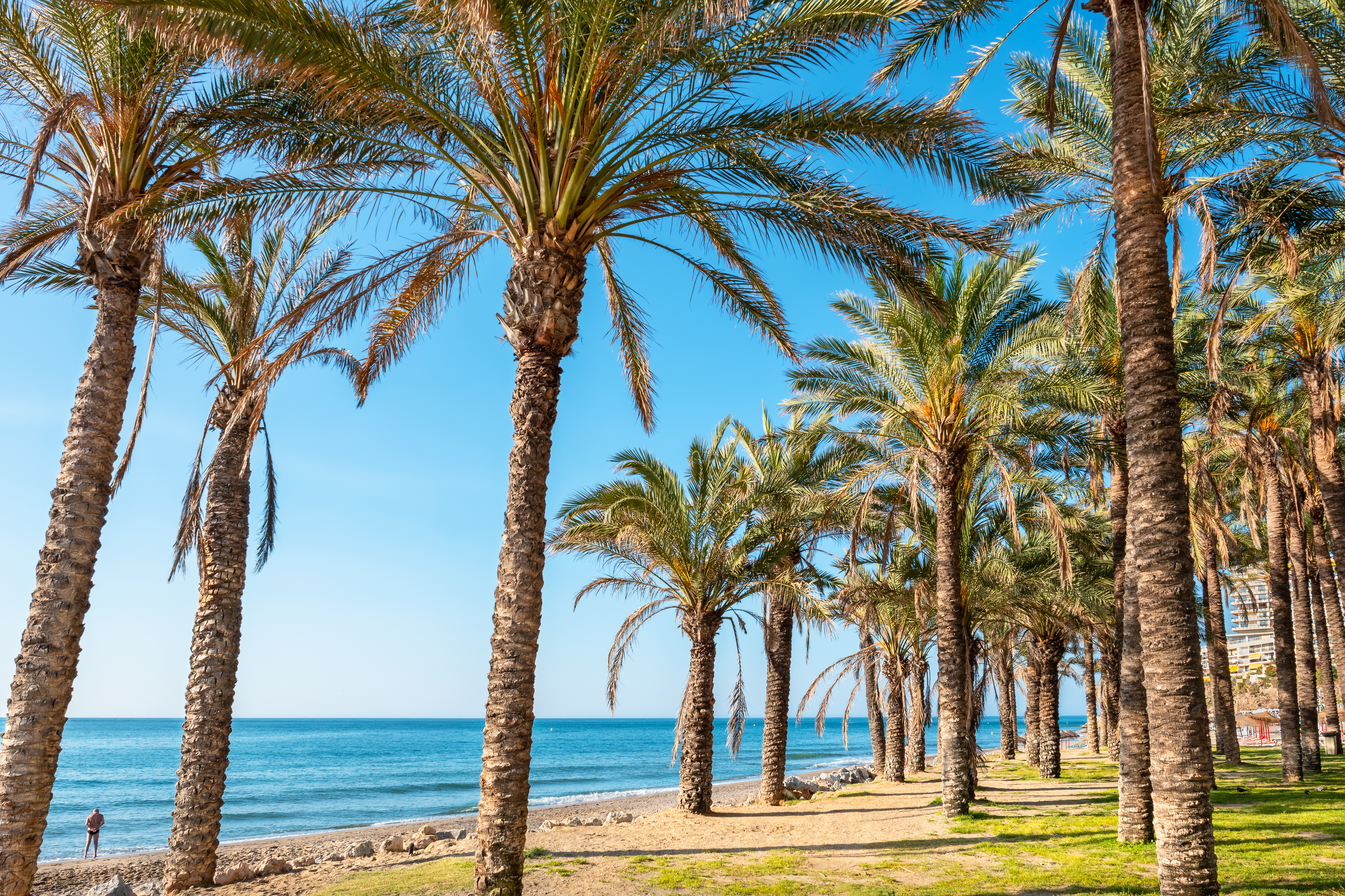Smuk middelhavsstrand med palmer og turkisblåt vand - perfekt til solferien